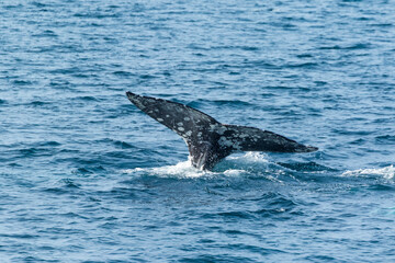 Fototapeta premium North Pacific right whale (Eubalaena japonica), Channel Islands National Park, California, Usa, America