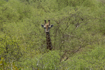 Giraffe in Namibia