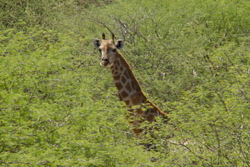 Giraffe in Namibia