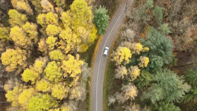 Aerial view follow white electric car driving slow through pine tree forest autumn landscape season, unpolluted wild nature country side green power ecology concept