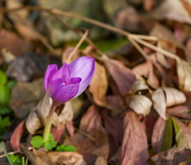 The flower autumn Crocus amid fallen leaves of trees in autumn