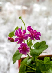 Red flower in a pot on the background of white snow-covered trees