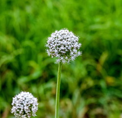 White Garlic flowers close up in the garden against the greenery in summer