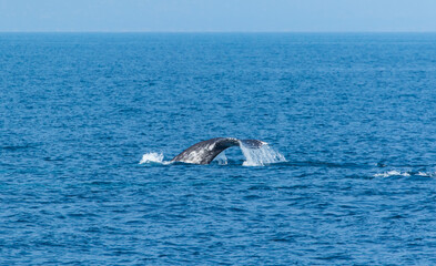Obraz premium North Pacific right whale (Eubalaena japonica), Channel Islands National Park, California, Usa, America