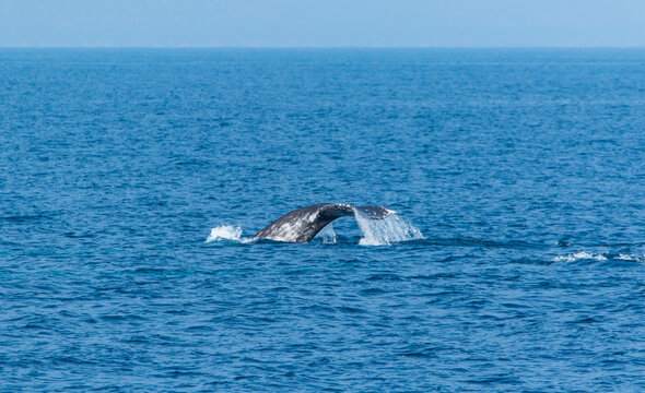 North Pacific Right Whale (Eubalaena Japonica), Channel Islands National Park, California, Usa, America