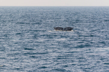 Fototapeta premium North Pacific right whale (Eubalaena japonica), Channel Islands National Park, California, Usa, America
