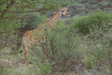 Giraffe in Namibia