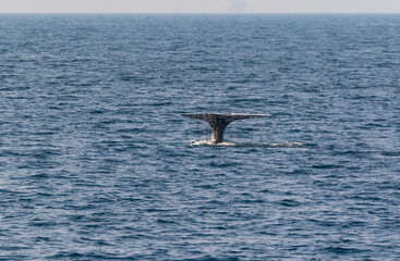 Obraz premium North Pacific right whale (Eubalaena japonica), Channel Islands National Park, California, Usa, America