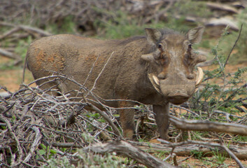 Afrikanisches Wildschwein, Warzenzschwein in Namibia