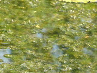 Aquatic vegetation