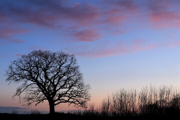 atmospheric tree with blue evening sky and red illuminated clouds in winter