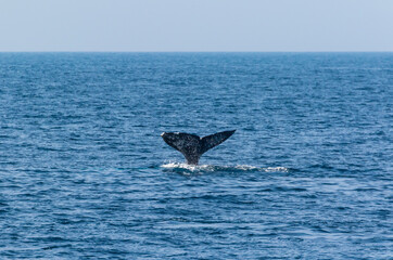 Naklejka premium North Pacific right whale (Eubalaena japonica), Channel Islands National Park, California, Usa, America