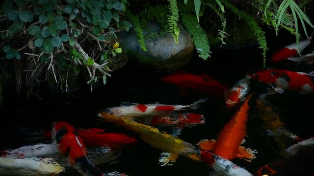 Japan Koi fish swimming in a water garden,fancy carp fish,koi fishes,Koi Fish swim in pond