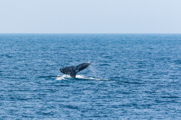 Obraz premium North Pacific right whale (Eubalaena japonica), Channel Islands National Park, California, Usa, America