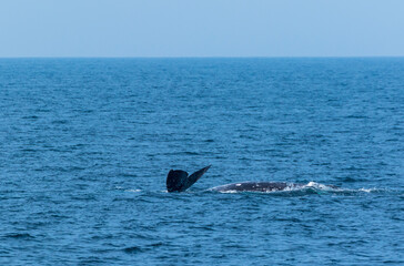 Fototapeta premium North Pacific right whale (Eubalaena japonica), Channel Islands National Park, California, Usa, America