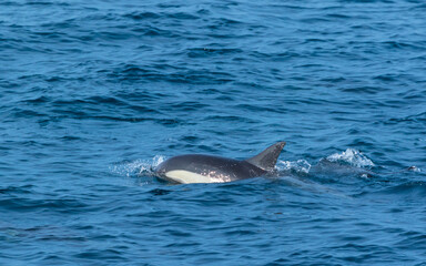 Fototapeta premium Short-beaked common dolphin (Delphinus delphis), Channel Islands National Park, California, Usa, America