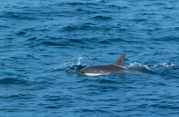 Fototapeta premium Short-beaked common dolphin (Delphinus delphis), Channel Islands National Park, California, Usa, America