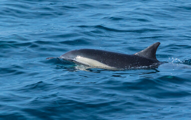 Obraz premium Short-beaked common dolphin (Delphinus delphis), Channel Islands National Park, California, Usa, America