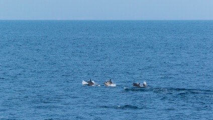 Short-beaked common dolphin (Delphinus delphis), Channel Islands National Park, California, Usa, America
