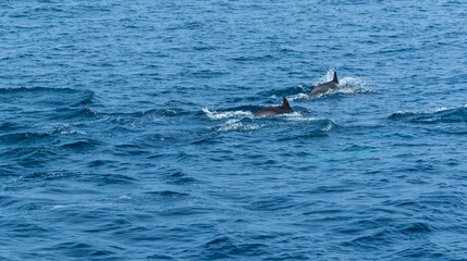 Fototapeta premium Short-beaked common dolphin (Delphinus delphis), Channel Islands National Park, California, Usa, America
