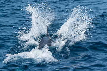 Fototapeta premium Short-beaked common dolphin (Delphinus delphis), Channel Islands National Park, California, Usa, America