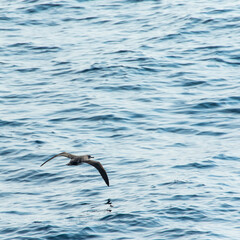 Shearwater, Channel Islands National Park, California, Usa, America