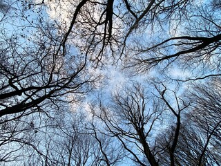 Fototapeta na wymiar View from the bottom of the forest. The blue sky is painted through the bare branches of the trees. Forest in winter. Tops of tree canopies without layer or habitat zone, formed by mature tree crowns 