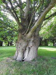 Thick tree in the park