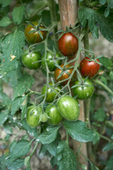 Lycopersicon esculentum