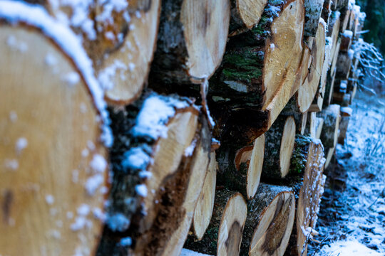 stack of wood. defrostation in winter.