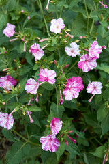 Mirabilis jalapa