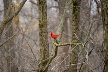 Cardinal in the Woods