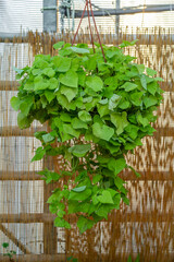 Bright hanging green plant in the daytime. Garden or backyard decorating idea