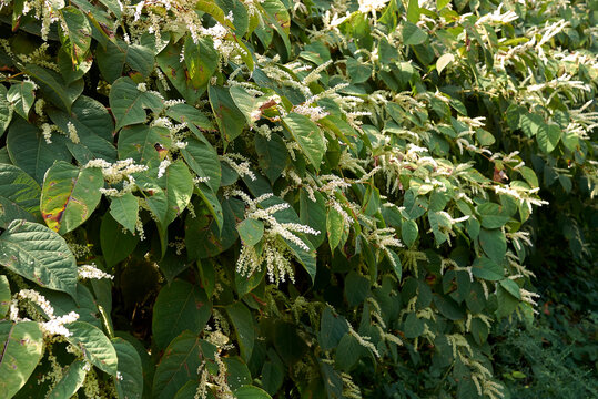Reynoutria japonica