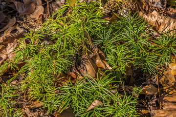 Fan club moss closeup