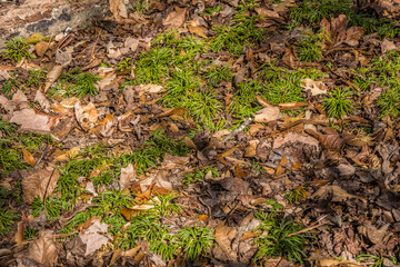 Fan club moss in the forest