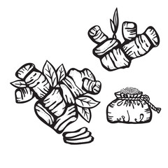 Ginger root with leaves and sprout. Set of graphic hand illustrations isolated on white background for cookbooks, recipes for healthy food preparation, design in eco style.