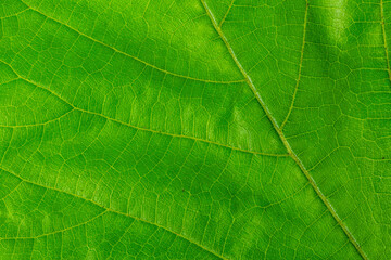 Fototapeta na wymiar Green leaf background texture, flat top view close up macro
