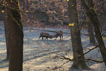 Zwei Hirsche kämpfen auf einer Waldlichtung in der Nähe von Arnsberg im Sauerland
