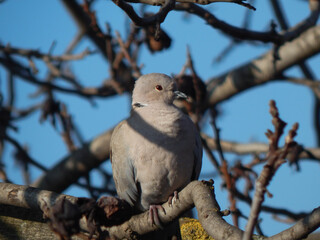 Pigeon on a tree