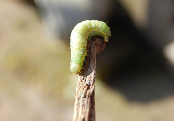 Green Caterpillar
