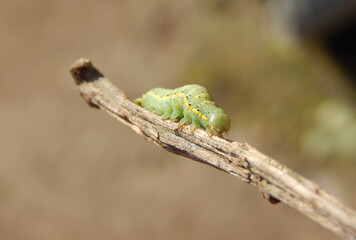 Green Caterpillar