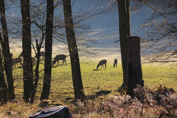 Hirsche und Rehe auf einer Waldlichtung bei Arnsberg im Sauerland