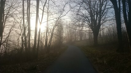 dark mysterious forest background, old trees in woods at sunset