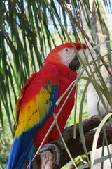 Red macaw parrot on a branch in Florida zoological garden, closeup © natalya2015