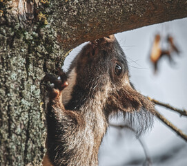 Schnüffelndes Eichhörnchen im Baum