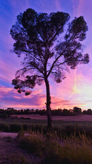 Fototapeta na wymiar beautiful radiant sunset over an olive grove in spain with dark tree silhouette