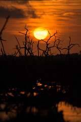 Amanecer en el mangle