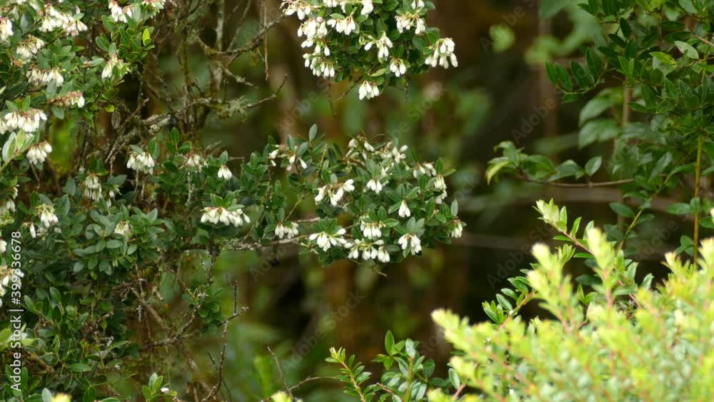 Poster sparrow flutters around flowering branch. static shot