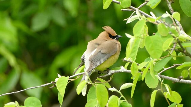 Beautiful cedar waxwing bird in closeup sitting on a branch and breathing while looking around for his buddy's. Steady shot during the spring in Canada.